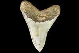 Fossil Megalodon Tooth - North Carolina #108957-2